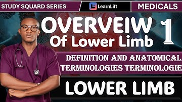 1.1) |LOWER LIMB ANATOMY | OVERVIEW OF THE LOWER LIMB (PART 1)