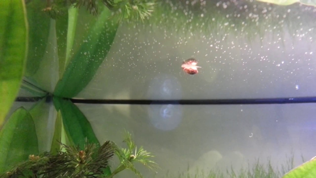 Snail walking upside down on water surface YouTube