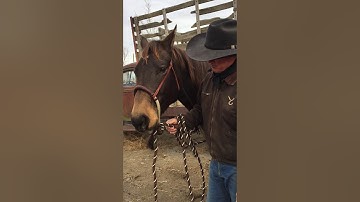 The Hackamore: A Signal Device, Not a Leverage Device