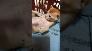 So cute 🤭❤ #shorts #cute #kitten #newborn #baby #tiktok #tiktokviral #neko #gatos #kucing #gingercat