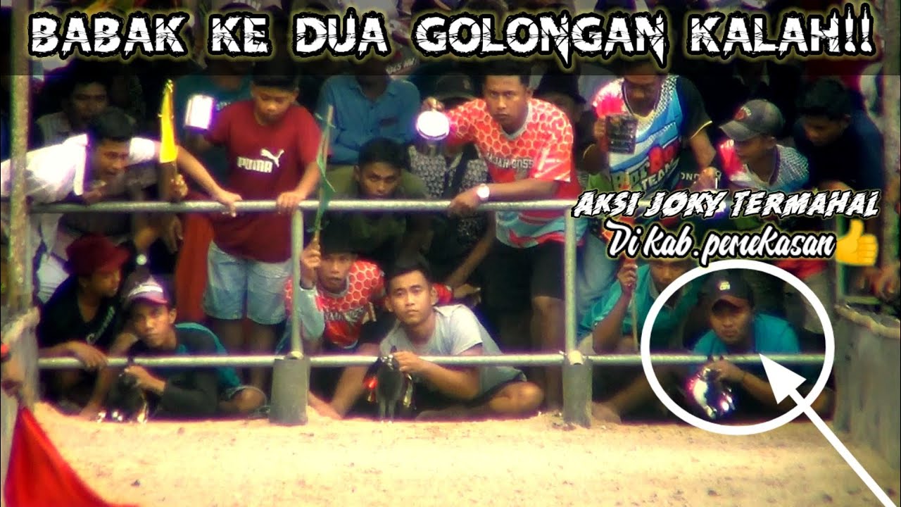 kerapan KELINCI di lapangan brekay balap team••Babak ke dua golongan kalah!!!