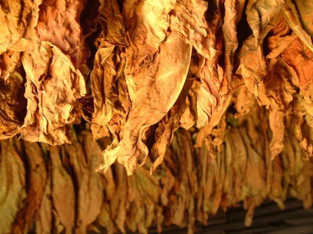 tobacco sorting Chapter 4. & Fermentation The Cigar Making Process -