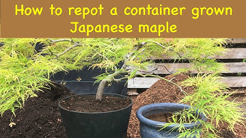 How to re-pot  a container grown Japanese maple tree