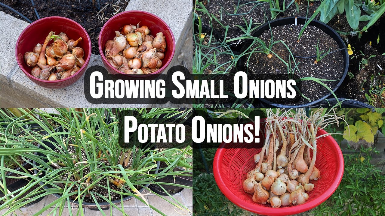 Master Growing Potato Onions Small Onion, Big Flavor! YouTube