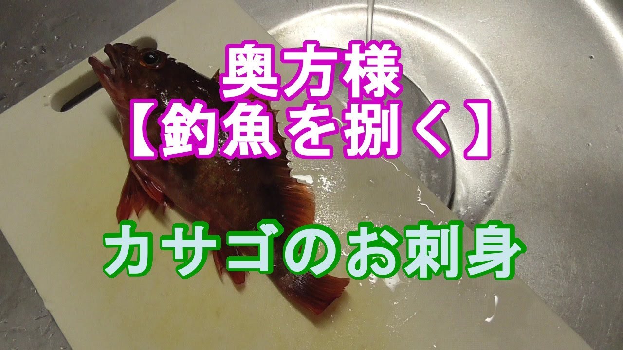 Download カサゴ ガシラの料理三品 刺身 Download カサゴ ガシラの料理三品 刺身