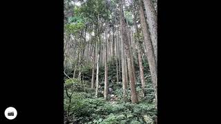 【苗栗】加里山杜鵑嶺O型縱走 (鹿場登山口)