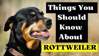 10 Interesting Facts About Rottweiler Dog Breed (Things You Should Know About Rottweilers) by Pets Curious 58 views 1 year ago 8 minutes, 35 seconds