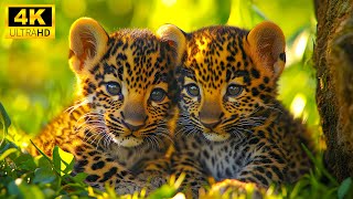 Baby Animals 4K - Scenic Wildlife Film With Calming Music