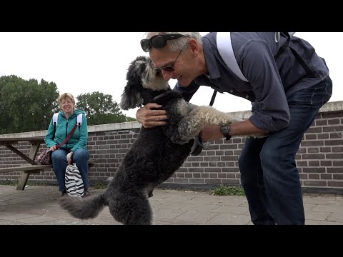 Video: Senior honden