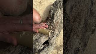 Thumbnail for 🎋 Bamboo Helped Her Survive! 🔥💪 #camping #survival #bushcraft #outdoors #lifehack