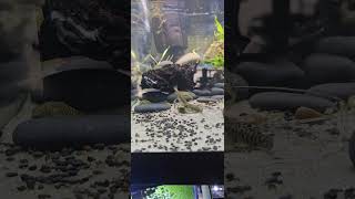 My new group of 9 Beaufortia zebroida subspec. fasciolata #Beaufortiazebroida #hillstreamloach
