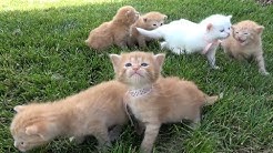 Si Meong Kucing Lucu - Funny Cats and Kittens Meowing  - Durasi: 8:19. 