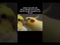 نازنین خ ایه هام حمایت یادتون نره کانال دیلی میم میزاره بزن سابو ادیت اکسپلور میم خندارترین نازنین خ ایه هام حمایت یادتون نره کانال دیلی میم میزاره بزن سابو ادیت اکسپلور میم خندارترین