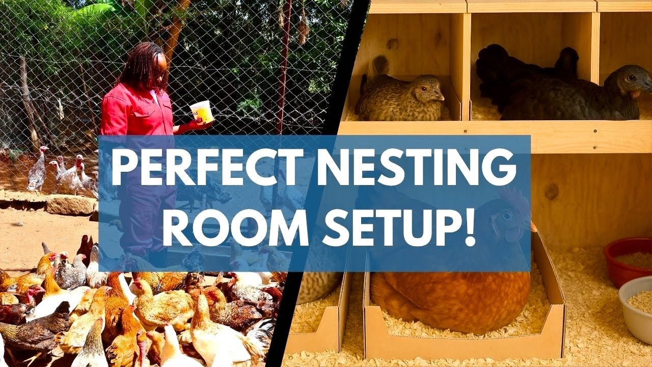 Best Chicken Nesting House Setup for Profitable Hatching 🐣 | Hatch More Eggs Naturally! 🐔