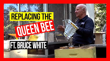 Replacing the Queen Bee in a Hive ft Bruce White ABA of NSW Field Day 2019