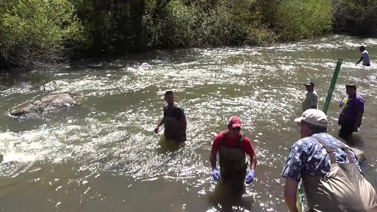 Historic Salmon Release on the Duck Valley Indian Reservation - YouTube