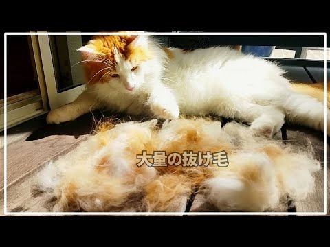 これがリアルな長毛猫の換毛期。ファーミネーターでごっそり！【メインクーン】