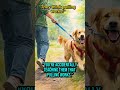Why Your Dog Pulls on the Leash (Hidden Reason) 🐶 @PuppyCareSecrets