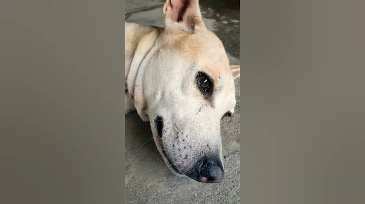 Watch the video about Dog videos #kitten #petlover #comedy #gukibrothers #lifeisbutadream #funny #pets