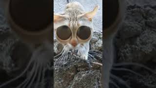 My alien cat big eyes! by Earth Happenings 9 views 1 month ago 2 minutes, 3 seconds