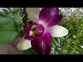 Орхидеи в Оби// каттлея с уценки