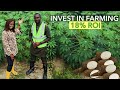 How To Invest In Agriculture In Nigeria (THE RIGHT WAY) | 18% RETURN ON CASSAVA FARMING INVESTMENT