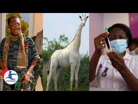 Chad President Assassinated, AstraZeneca Vaccines, World's Last White Giraffe Tracked in Kenya
