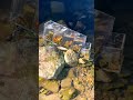 アマゾン星2の水槽使ってみた!水槽持ってどこまでも in 淡路島 #shorts
