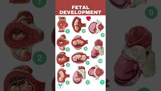 Fetal Development week by week | Embryo development | Baby growing in womb