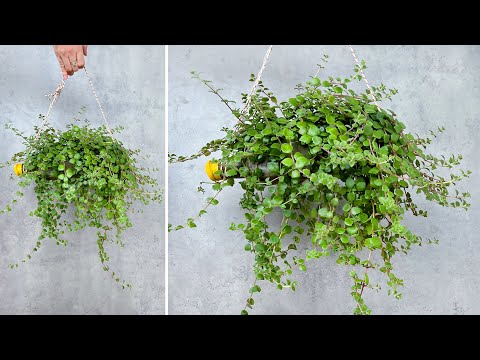 Video: Croton աճեցում. Խնամում Croton տնային բույսին