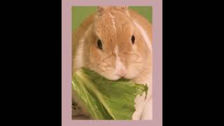 Horchata... 🥛Ain't She Sweet? #cashmerelove #adorablelittlebunny #horchata #bunnyeatinglettuce #awww