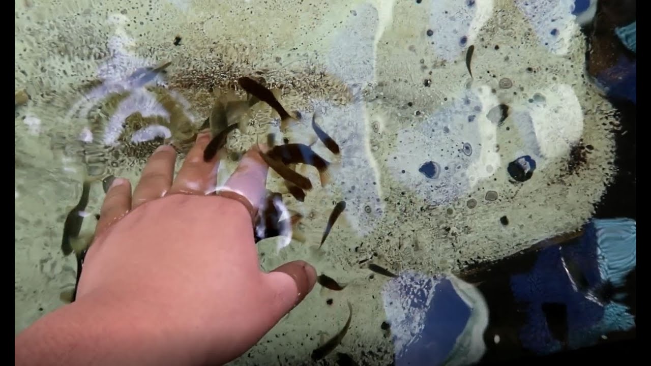 Cleaner Fish Eating My Skin!! - YouTube