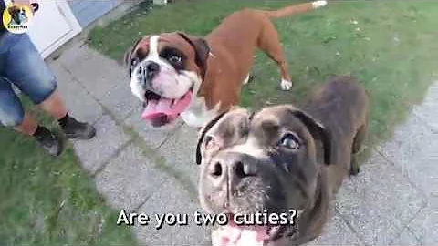 Rex Meet Cane Corso/Boxer Mix Freia For The First ...