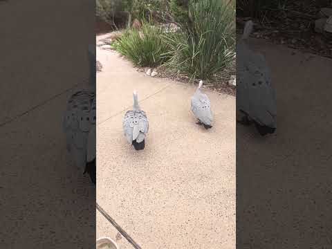 Cape Barren Geese at Wildlife Retreat Taronga Zoo Sydney Australia
