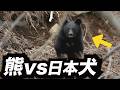 【クマVS犬】“特殊訓練”受けた犬、クマ被害を激減
