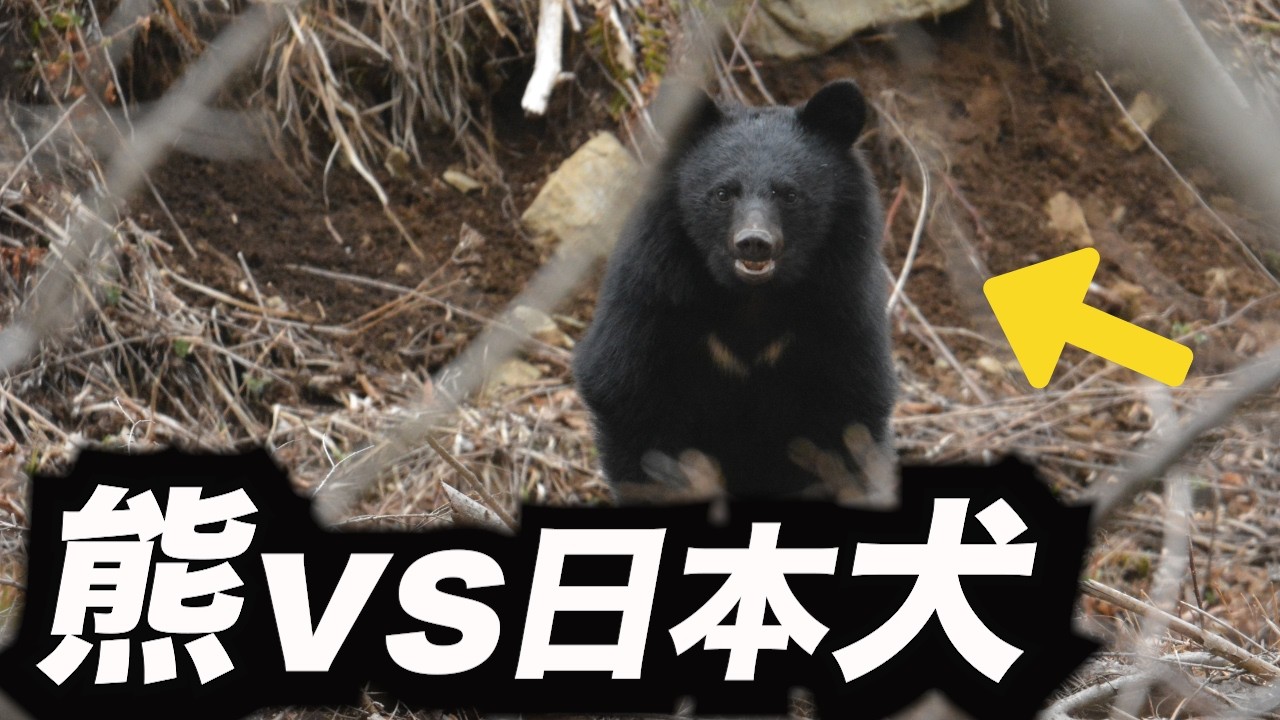 【クマVS犬】“特殊訓練”受けた犬、クマ被害を激減