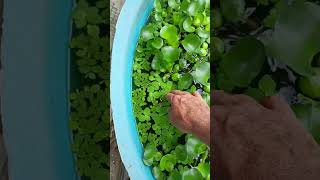 #shorts #aquaponia #peixes  Aumentando a quantidade de Aguapé, Azolla e Mini Alface D&#39;água...