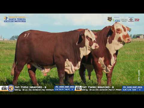 Lotes 36 e 37 Braford | 27º REMATE ANUAL SANTA TEREZA 29/09/26 Parceria Leilões - El Campo Produções