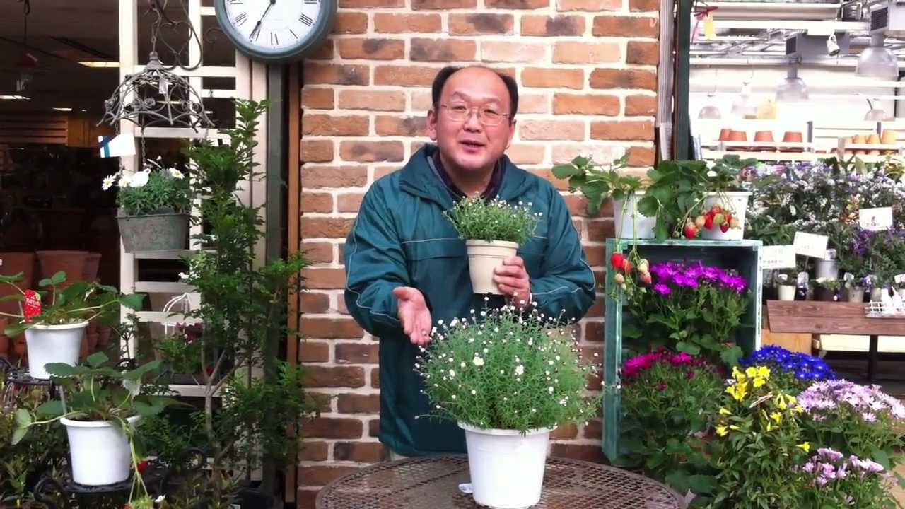 ハナカンザシ 花かんざし の育て方 日常管理 Youtube