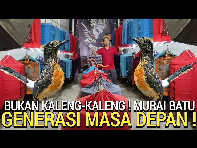 HARI INI ! PUSAT MURAI BATU PROSPEK DISKON SAMPAI 300RB AN KHUSUS DI ALESHA MURAI BATU JAKARTA class=