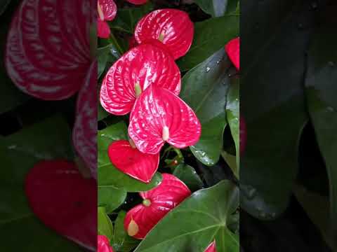 Video: Eksoottinen Anthurium On Vaatimaton Hoidossa