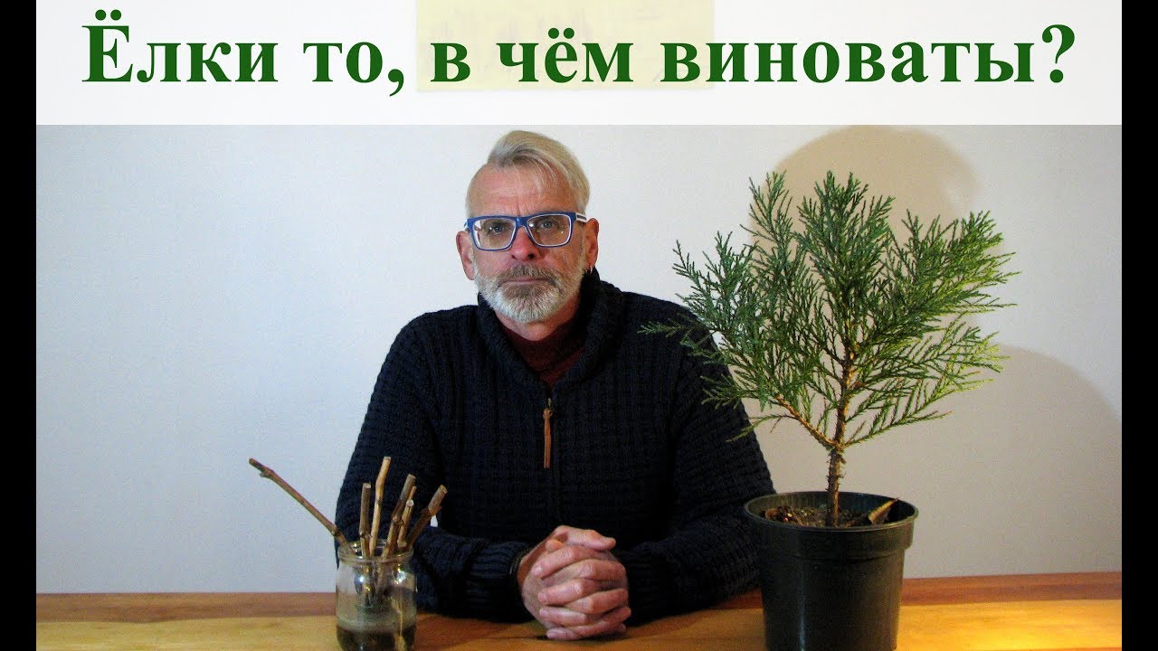 Хвойное Растение В Качестве Новогодней Елки Хвойное Растение В Качестве Новогодней Елки