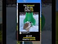 The Samoyed at the top of the slide and the cat#foryou #fyp #animals #funny