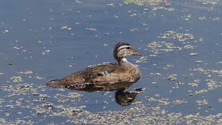 Young Male Wood Duck, Mud Lake