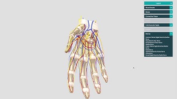 3D anatomy on the Incision Academy