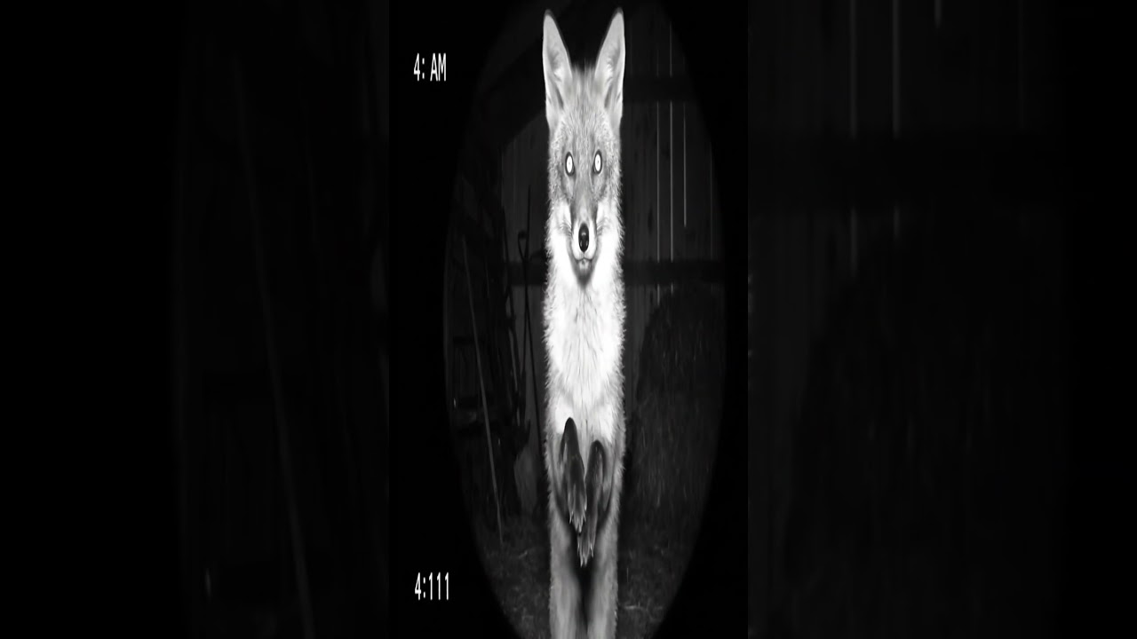 Fox Caught Clapping on CCTV at 411 AM 😱  Night Vision Security Footage