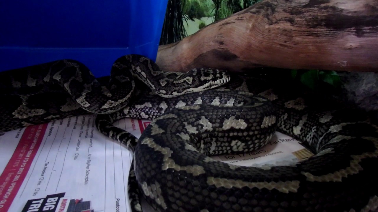 pythons for sale Just Missed Lacy Shedding (Bonus Video)