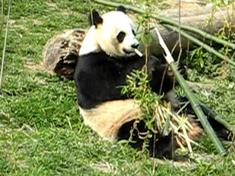One of the only existing Pandas eating his food - YouTube