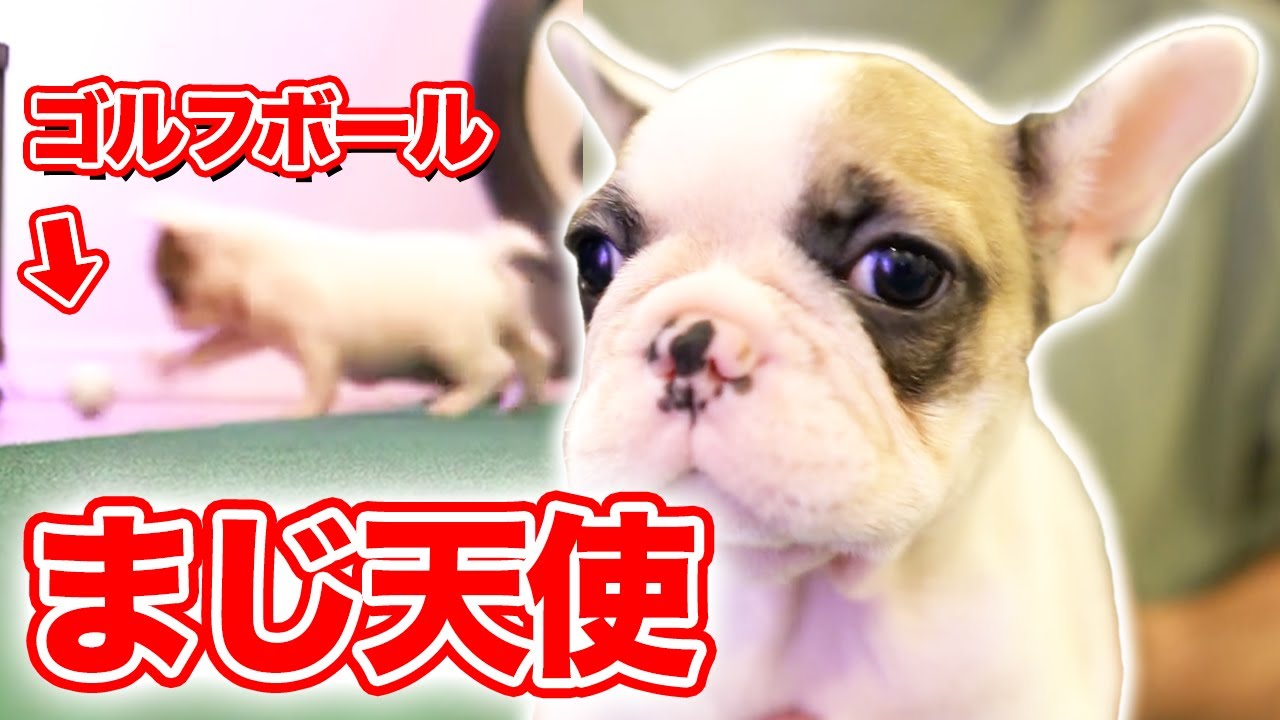 フレンチブルドッグ赤ちゃん 生後2ヶ月の子犬が家にきた プロゴルファーの愛犬をご紹介 Youtube フレンチブルドッグ赤ちゃん 生後2ヶ月の子犬が家にきた プロゴルファーの愛犬をご紹介 Youtube