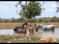 jorge guerrero. al cafe y a los caballos.